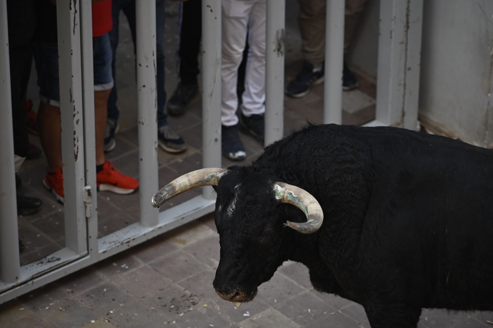 Galería | Primera tarde de toros en Almassora