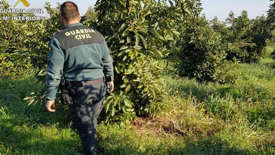 Un guardia, en un campo de aguacates.