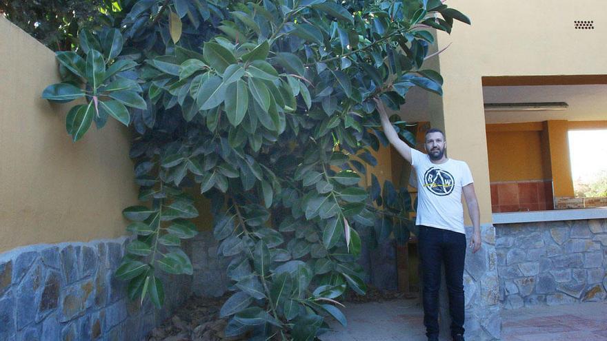 Ernesto Díaz, con el ficus que invade la casa familiar en El Tarajal, esta semana.