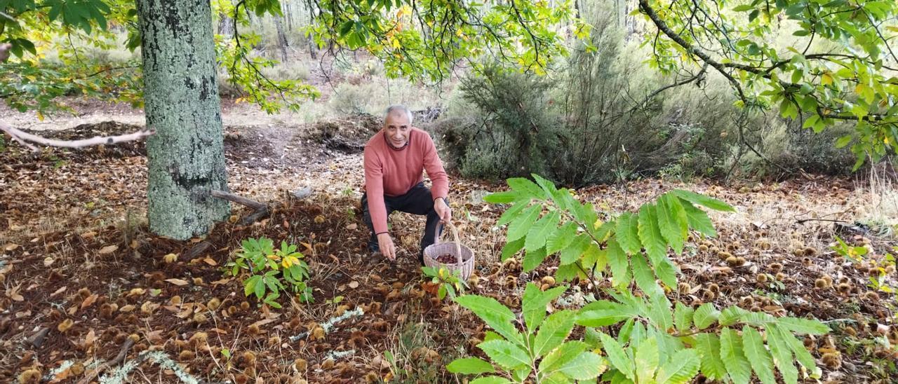 Volusiano Bermúdez mientras recolecta castañas en Aliste. | Ch. Sebastián