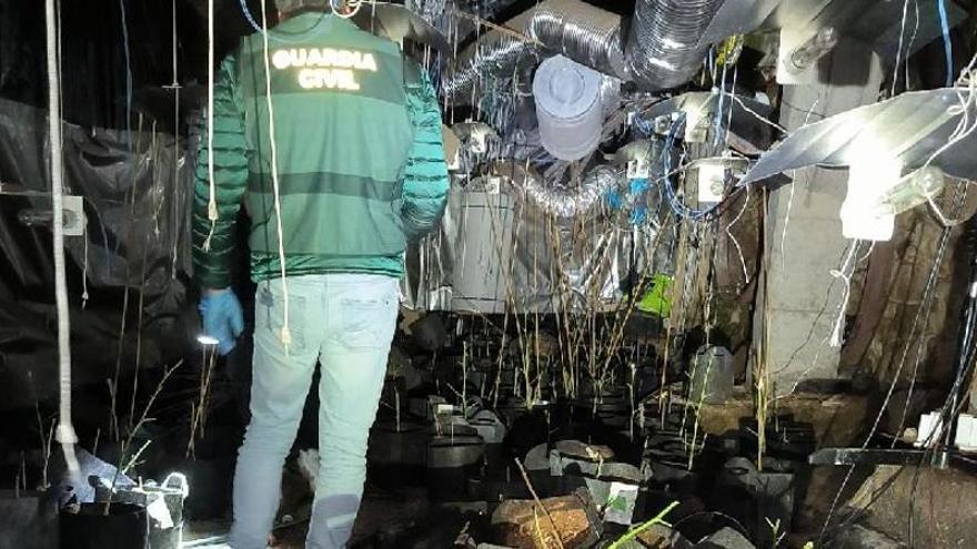 Dos albaneses detenidos en O Carballiño: tenían en casa dos invernaderos para cultivar marihuana y almacenaban semillas para producir hasta 150 kilos al año