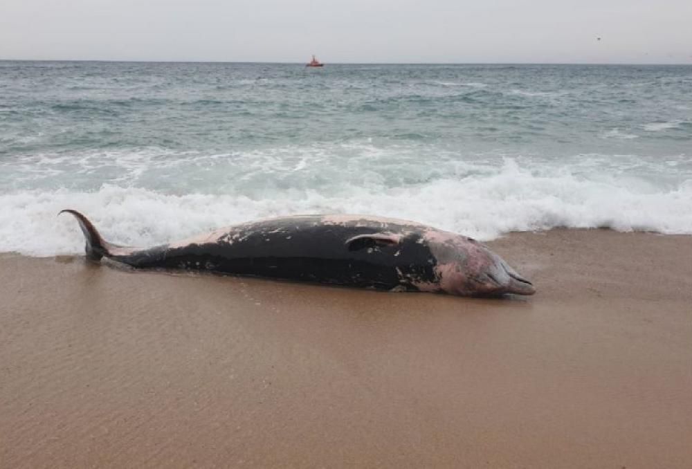 Troben una balena morta en una platja de Tossa