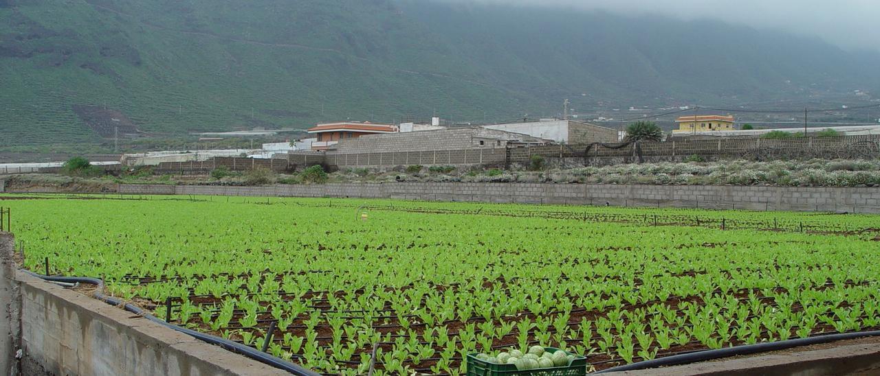 El Gobierno de Canarias destina ayudas por valor de 8 millones para abaratar el agua de uso agrícola