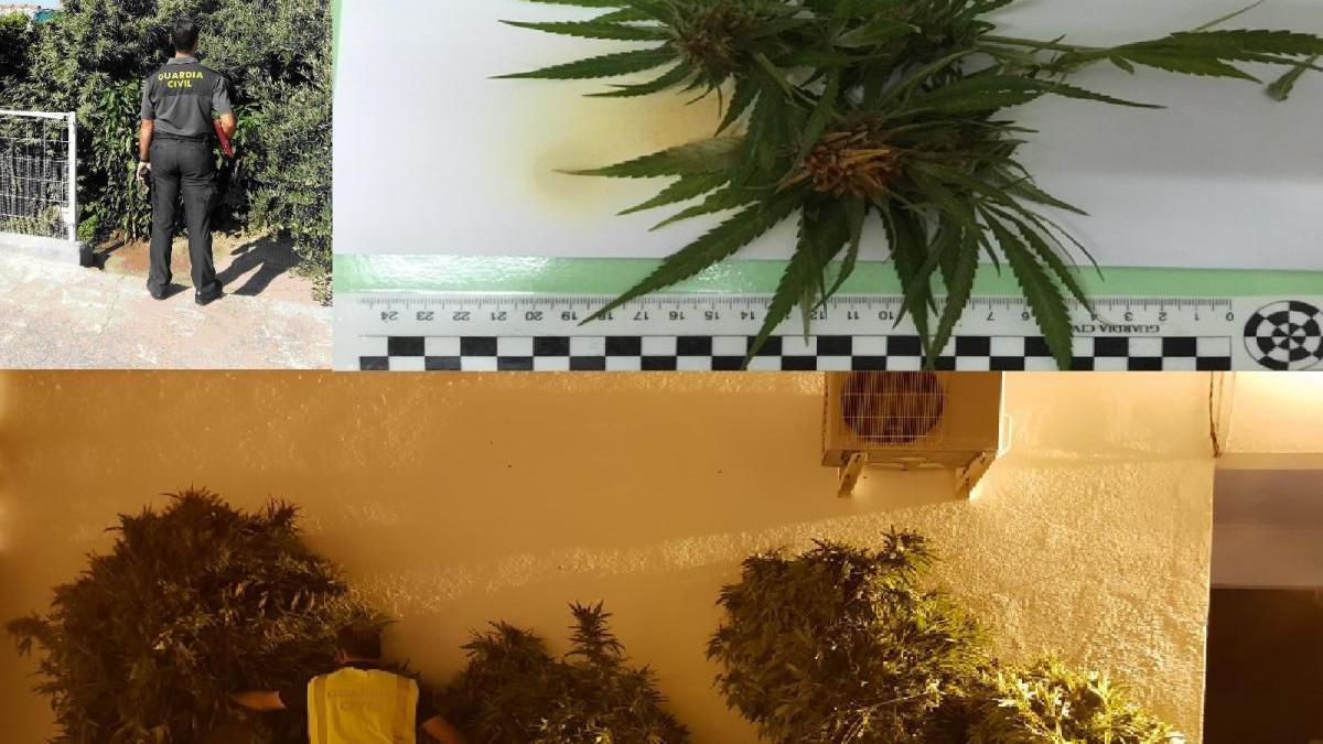 La Guardia Civil desmantela cuatro plantaciones de marihuana en la provincia de Cáceres