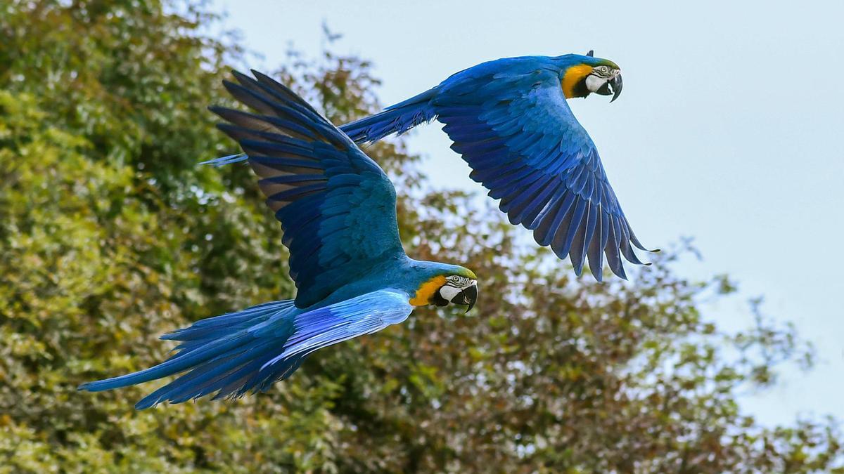 Dos ejemplares guacamayo azul y amarillo.