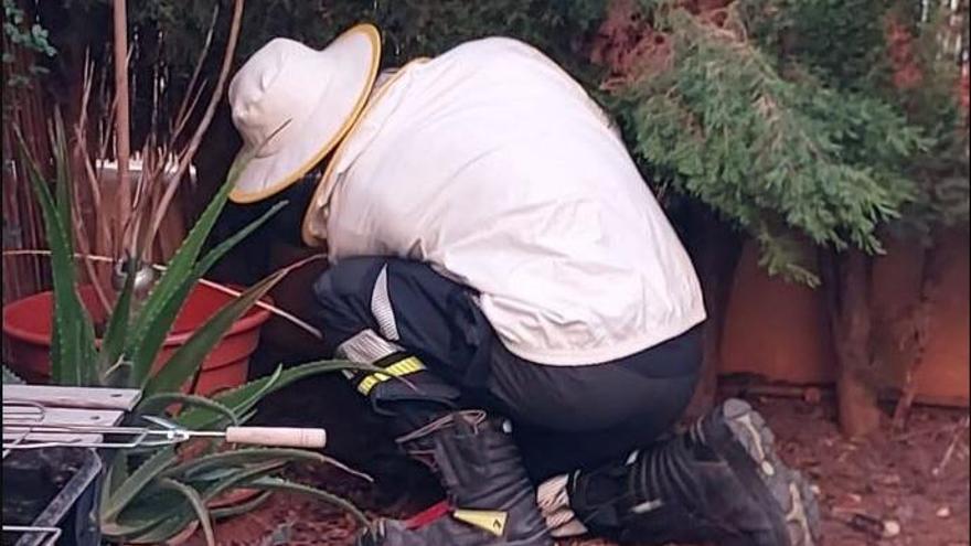 Retiran un avispero de una casa de Santa Eulària con tres personas alérgicas