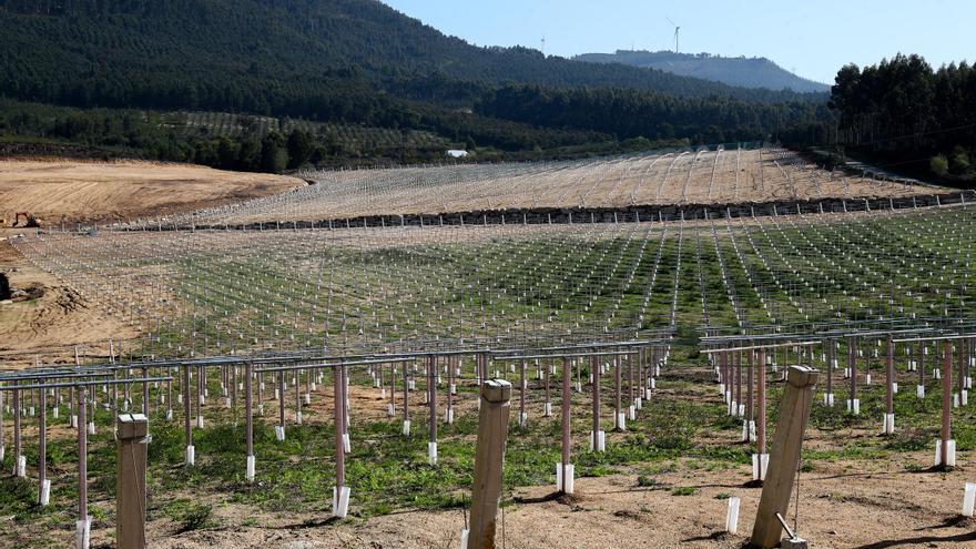 El calor de estos días y la previsión de más lluvias aviva el temor de los viticultores al mildiu