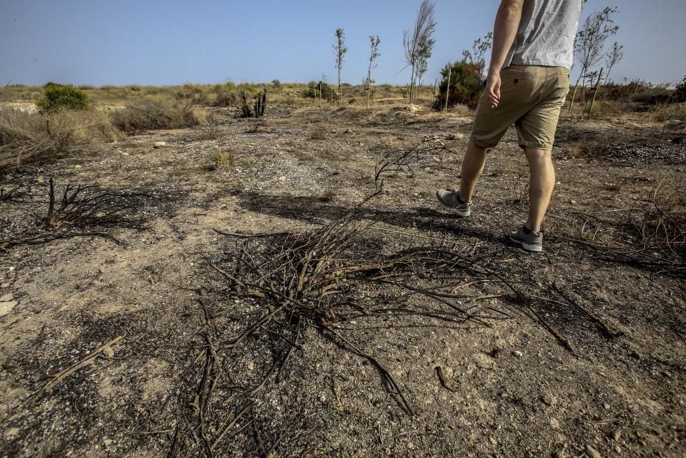 El bosque urbano de la sierra del Porquet, en la entrada sur de Alicante, carece de sistema de riego y el arbolado está en las últimas