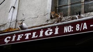 Crónica desde Estambul, donde los gatos mandan