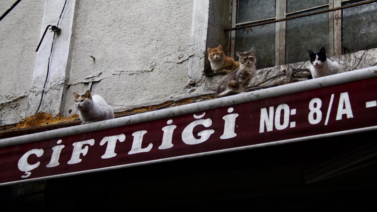 Unos gatos en una ventana de Estambul