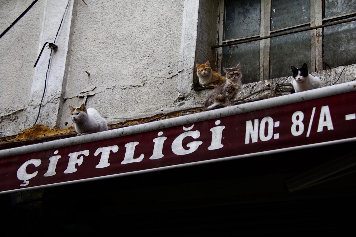 Unos gatos en una ventana de Estambul Unos gatos en una ventana de Estambul