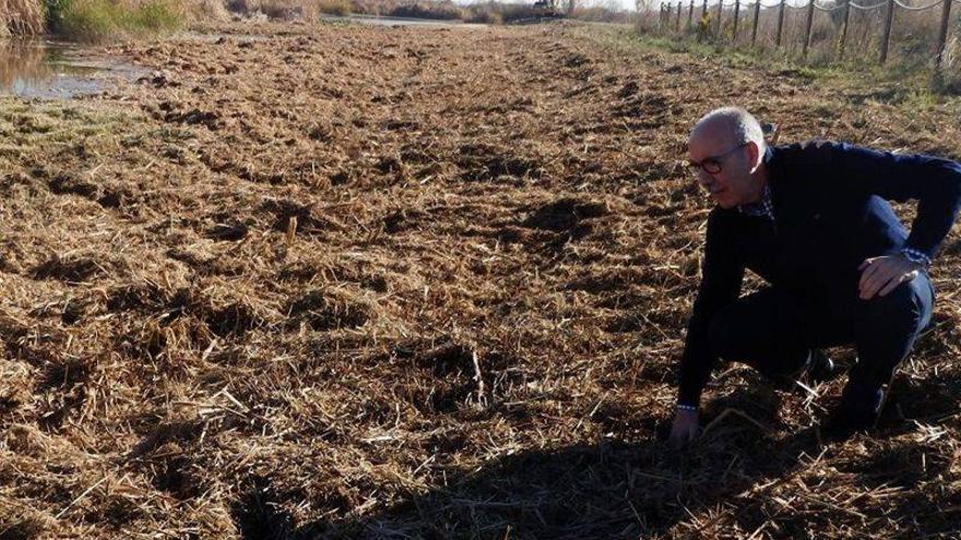 Almassora, Vila-real y Burriana abogan por vuelos antimosquitos en el Millars