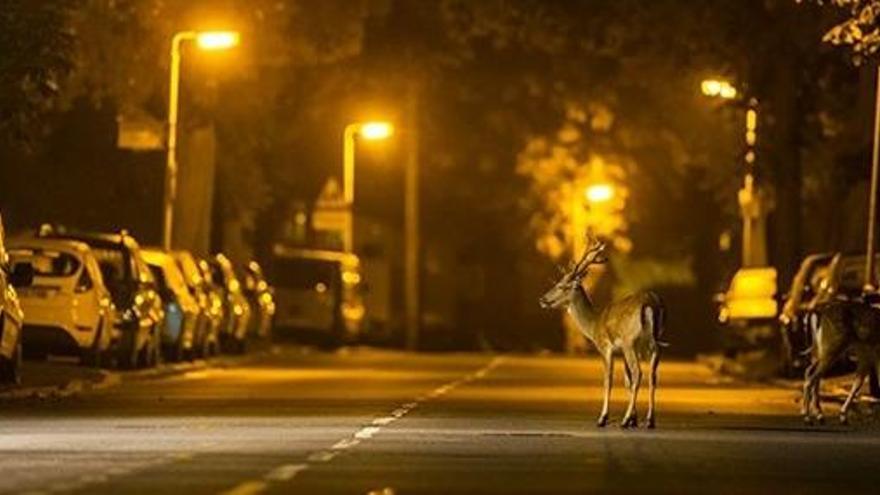 Un estudio monitorizó a los animales.