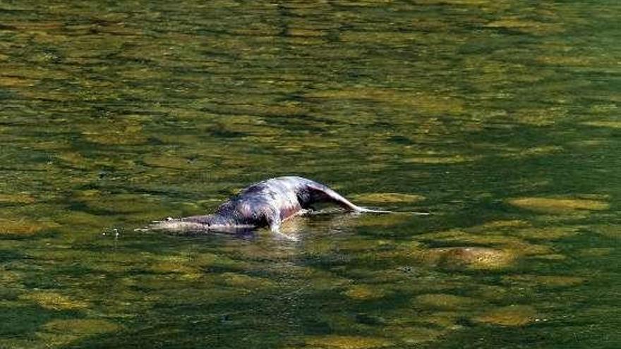 Un corzo muerto lleva días en el río Nalón