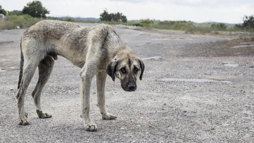 Qué hacer si me encuentro un perro abandonado? - Levante-EMV