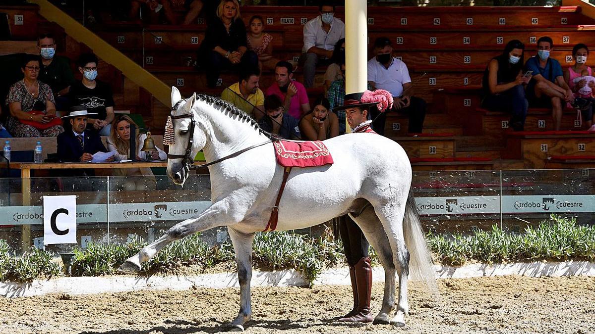 Manuel Morejón, jinete de Córdoba Ecuestre, con ‘Apolo CVIII’, en pie a tierra.