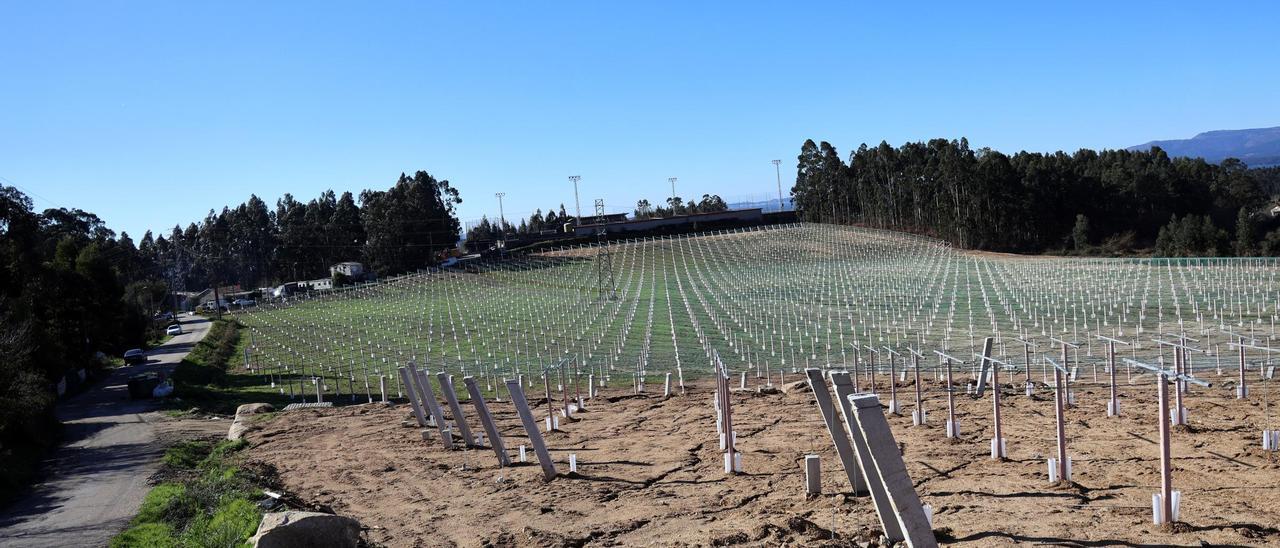 Una vista del viñedo de albariño hecho realidad en la segunda fase del proyecto de expansión de Lagar da Condesa en Vilagarcía. Al fondo, el poblado y el campo de fútbol.