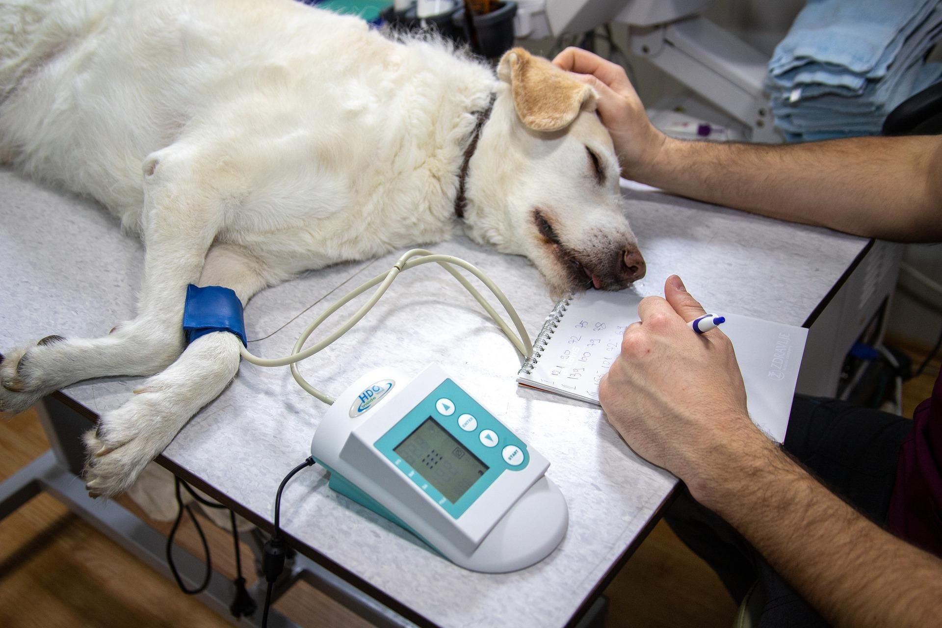 Un perro es atendido por su veterinario.