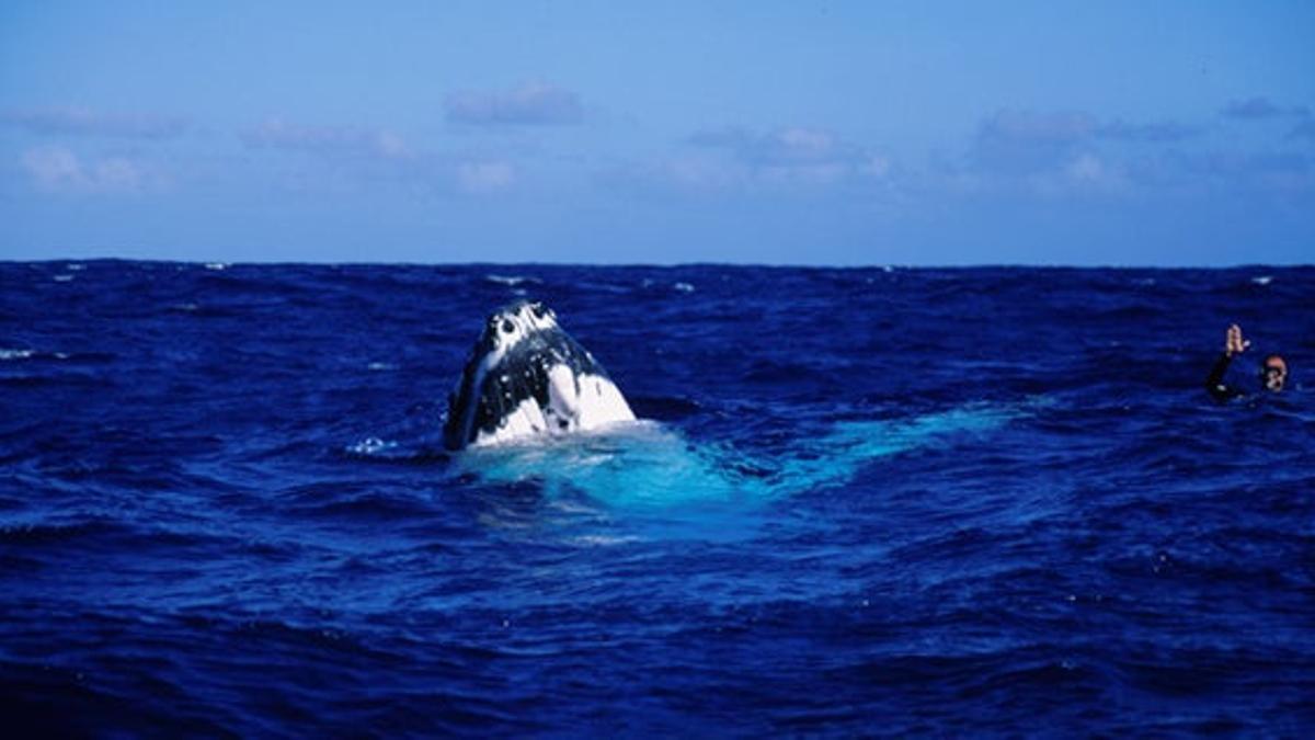 Las ballenas visitan el archipiélago de las Australes