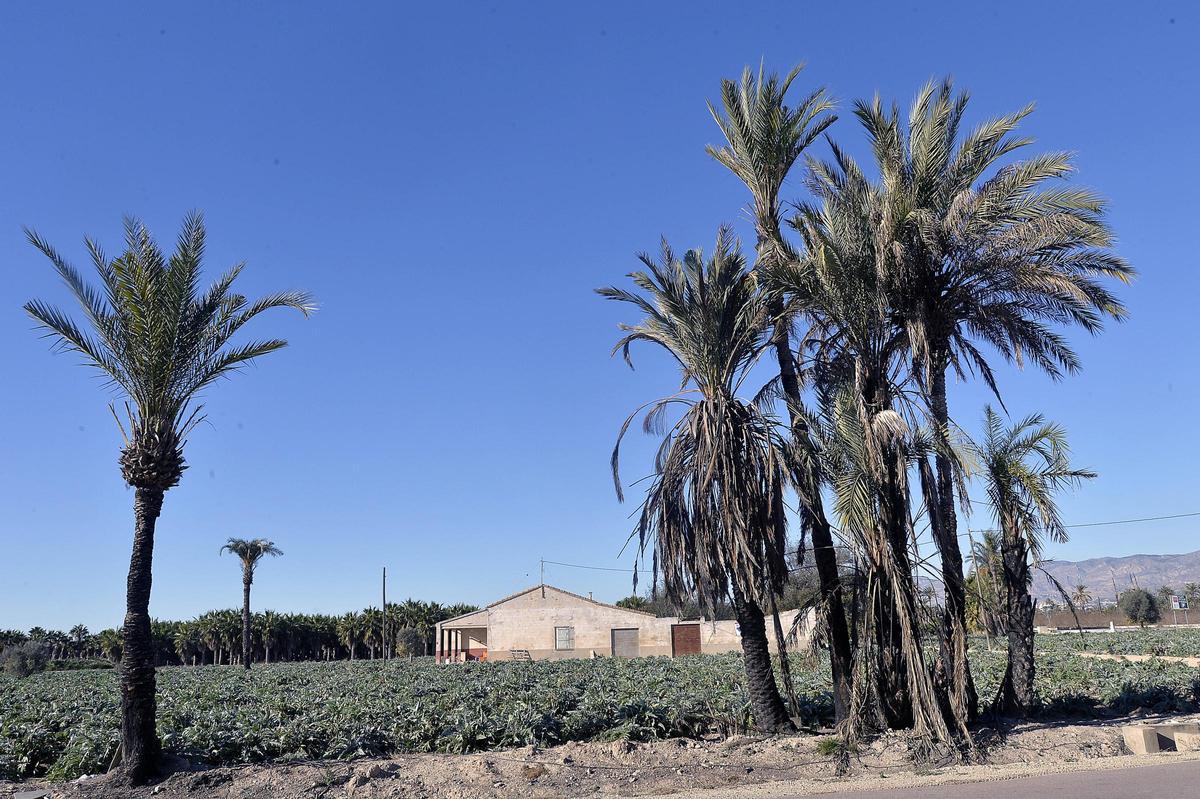 El Camp d'Elx, con sus viviendas tradicionales, en una imagen de archivo.