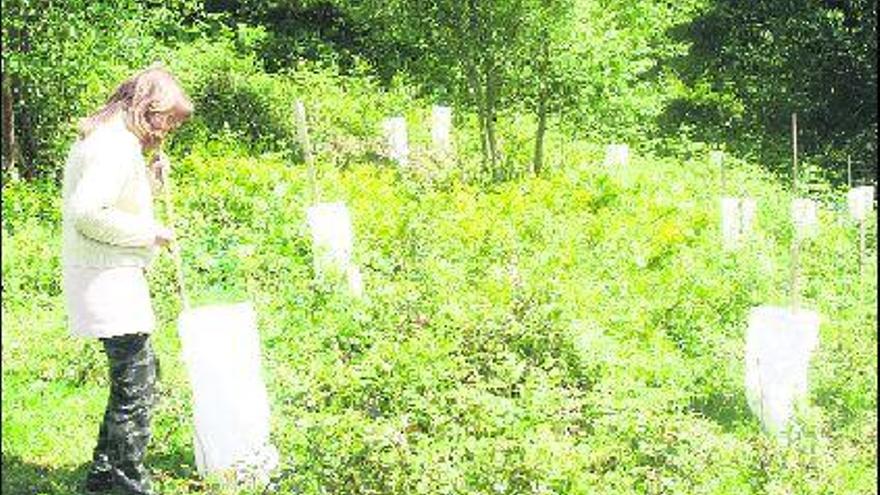 Una mujer, en una de las plantaciones de El Castañal, en Bimenes.