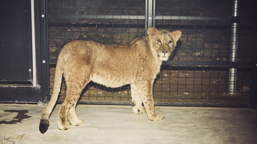 Llegan a Villena cuatro leones y un perro africano rescatados de la Guerra  de Ucrania - Información