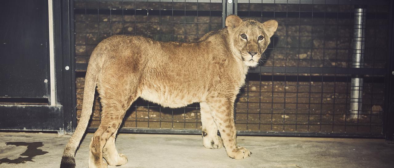 Llegan a Villena cuatro leones y un perro africano rescatados de la Guerra  de Ucrania - Información