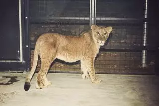 Llegan a Villena cuatro leones y un perro africano rescatados de la Guerra de Ucrania