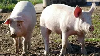 La Xina importarà un 25% menys de porc aquest any
