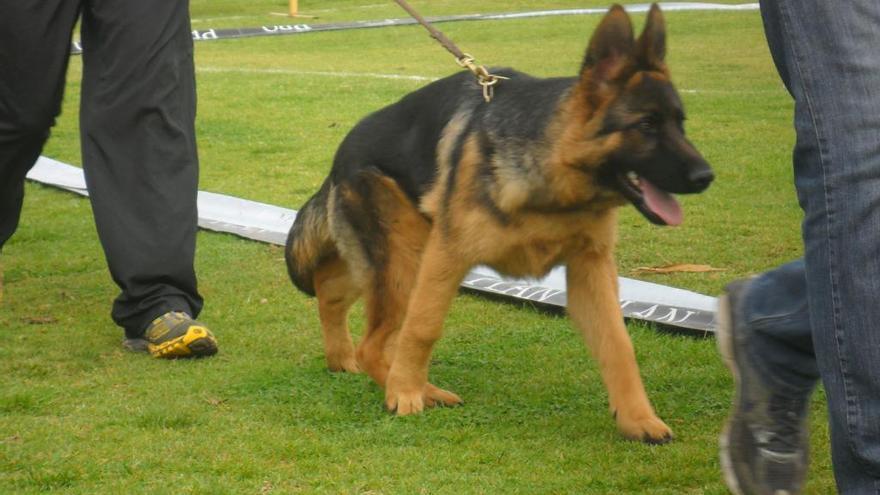 La obligación de poner microchip a nuestras mascotas