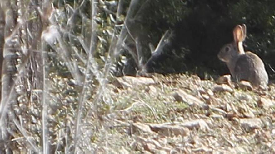 Los conejos amenazan el brote del viñedo en Requena