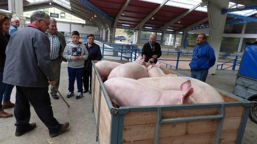 Un corral de cerdos en la feria canguesa.