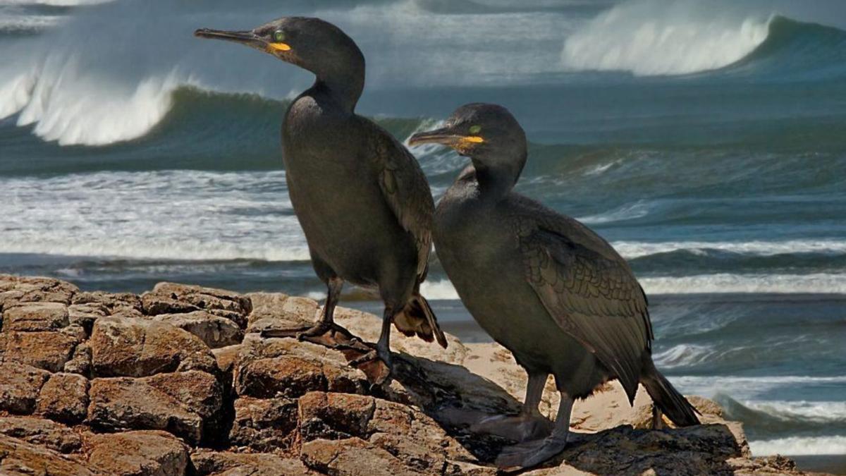 El cormorán moñudo es el ave más afectada por las redes.   | // SEO BIRDLIFE