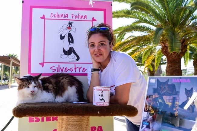 10/12/2016 MASPALOMAS. Feria de Mascotas Maspalomas 2016.Foto: SABRINA CEBALLOS