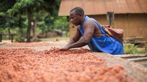 Procesamiento del cacao.