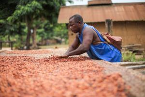 Procesamiento del cacao.