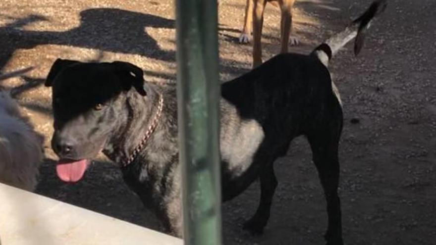 Imagen del perro que protagonizó la agresión