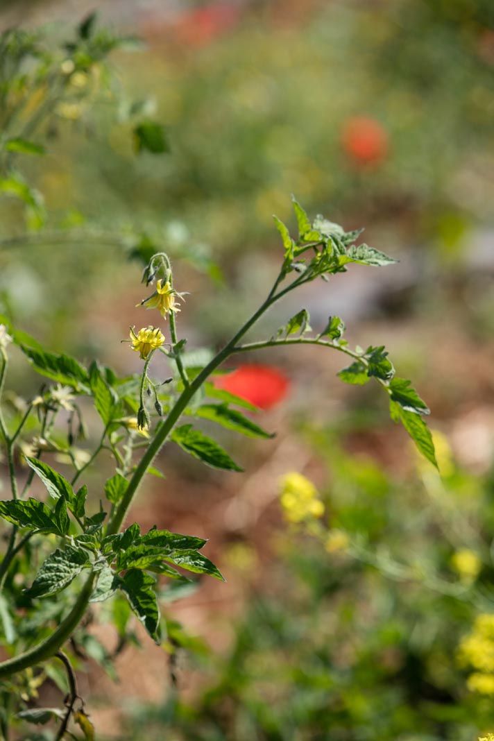 Finca ecológica Tierra de Ibiza