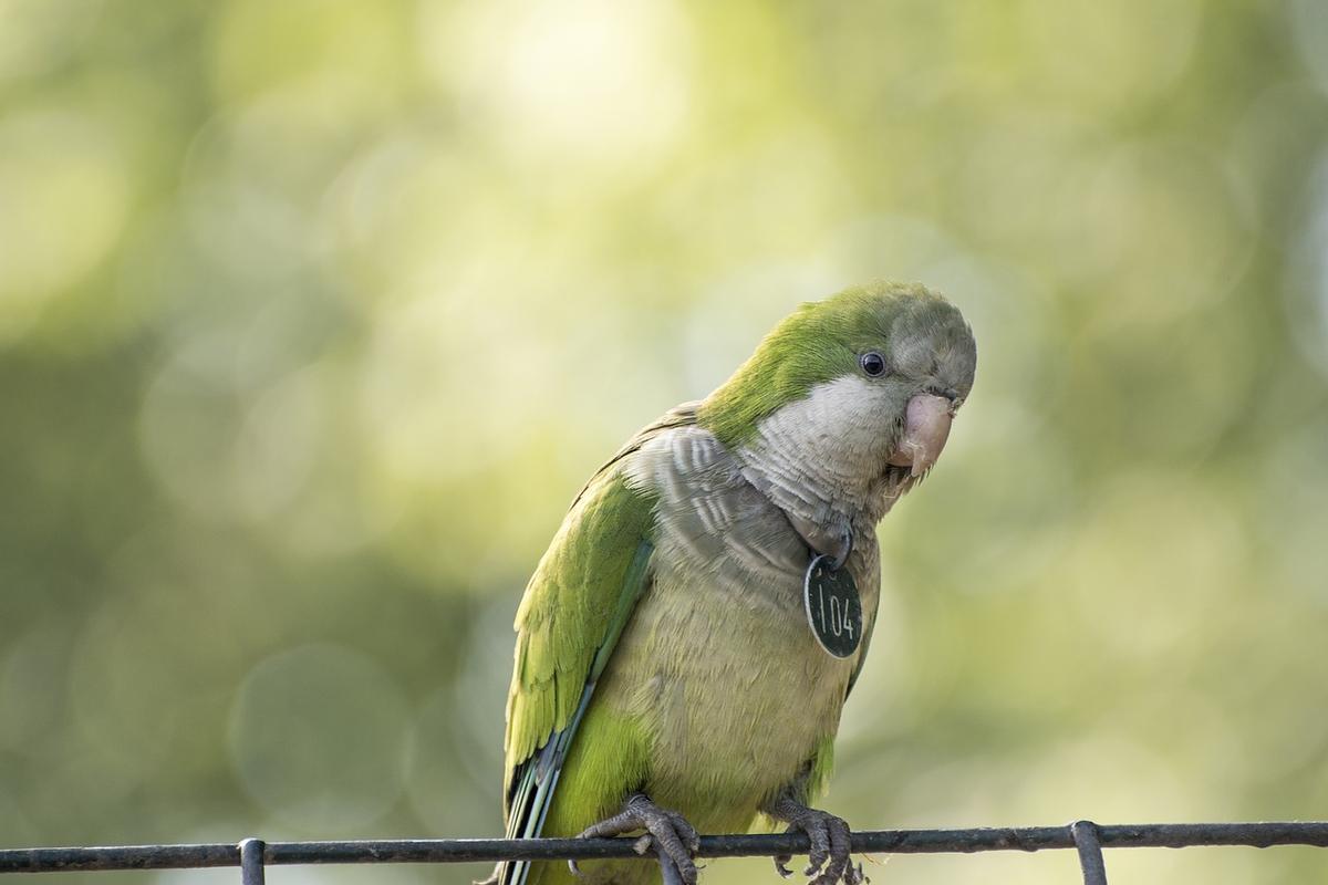 Imagen de archivo de una cotorra en un zoo.