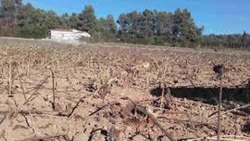 Los jabalíes destrozan 140 hectáreas de girasoles en la sierra Mariola