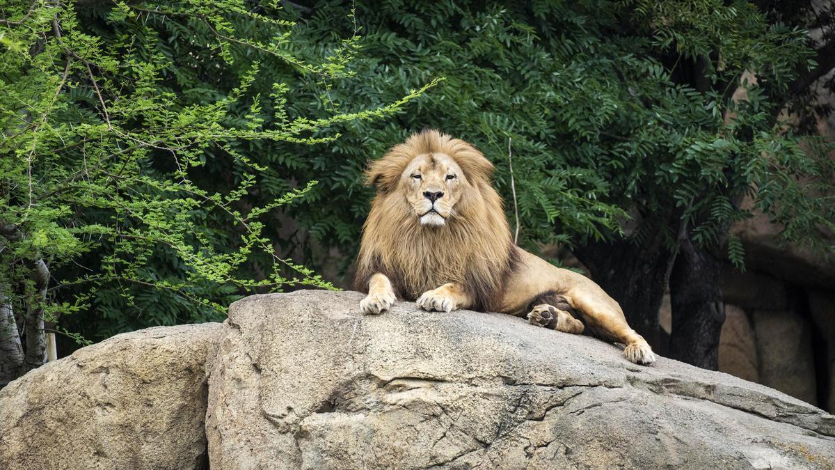 El macho de león Lubango en la sabana de Bioparc Valencia.