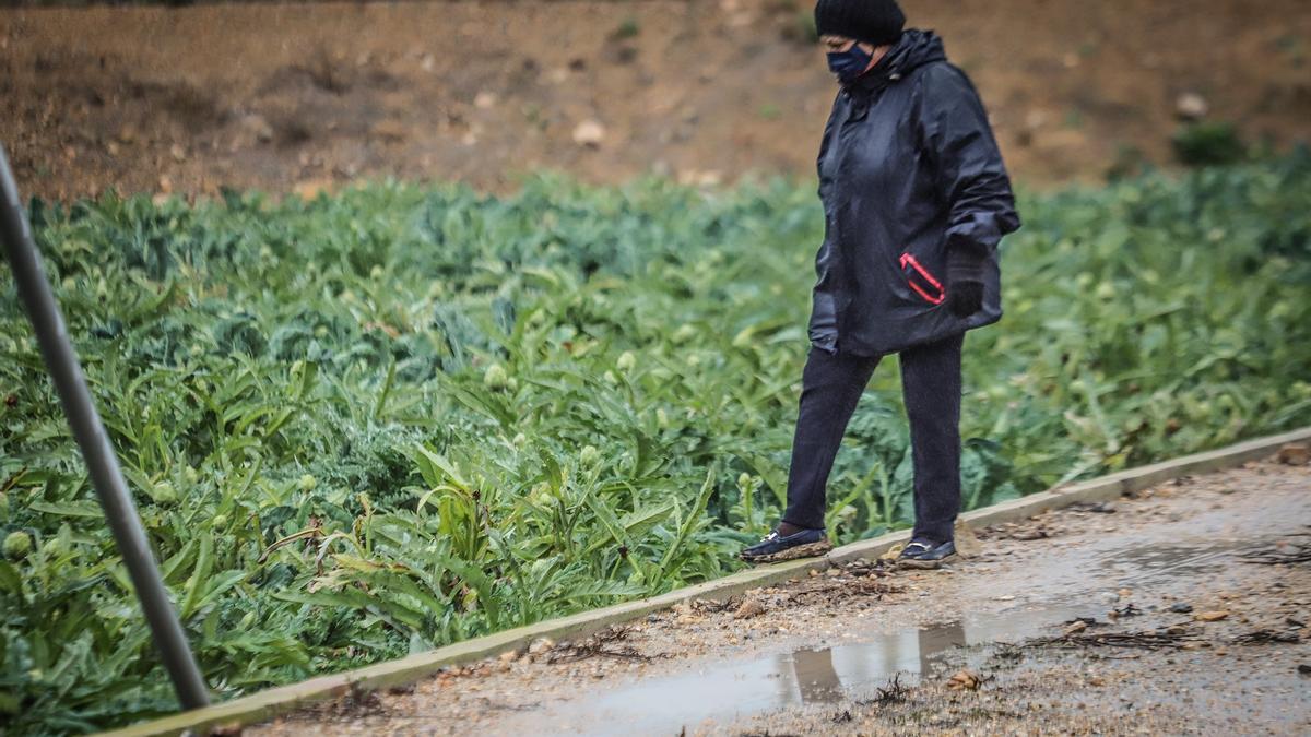 Imagen de un bancal de alcachofas en la Vega Baja. Las lluvias ayudarán a impulsar una mayor producción de la segunda cosecha que se logra de este cultivo entre abril y mayo