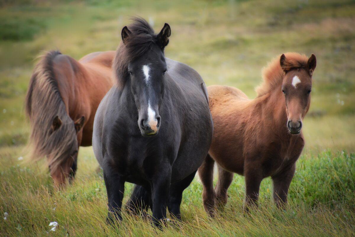 ¿De dónde viene el caballo? Los científicos descubren su origen