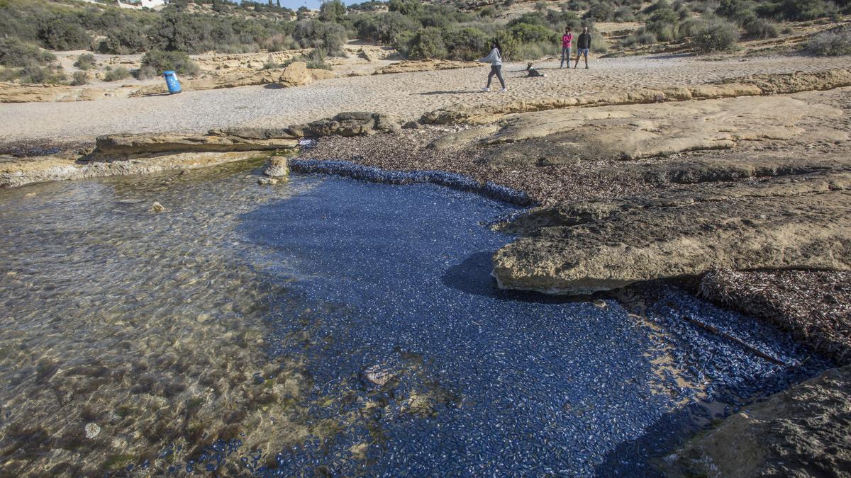 "Lágrimas del mar": así son las medusas velero que han llegado a Alicante