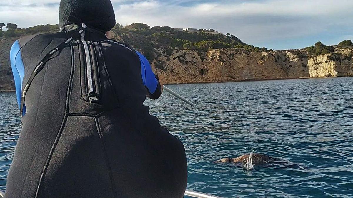 Momento en el que uno de los veterinarios lanza el antibiótico a la foca en aguas del Portitxol. | FUNDACIÓN OCEANOGRÀFIC