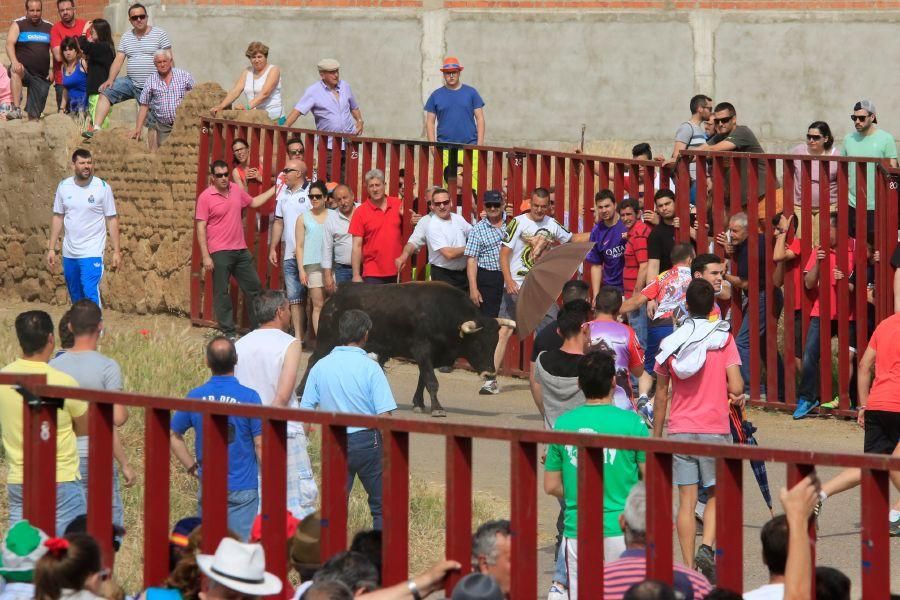 Toros bravos en Vadillo de la Guareña