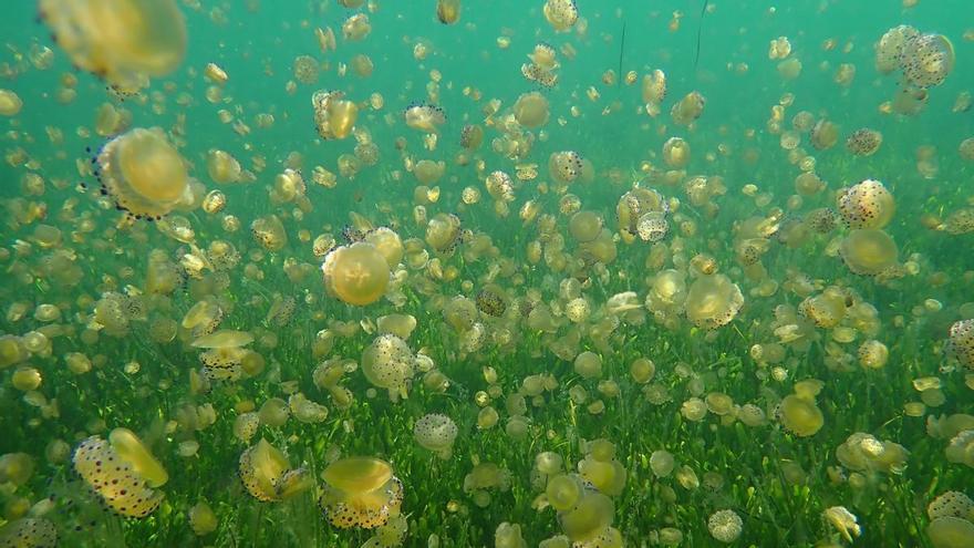 La medusa ‘huevo frito’ vuelve a niveles previos a la gran sopa verde del Mar Menor