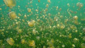Explosión de la medusa huevo frito en el Mar Menor este junio.