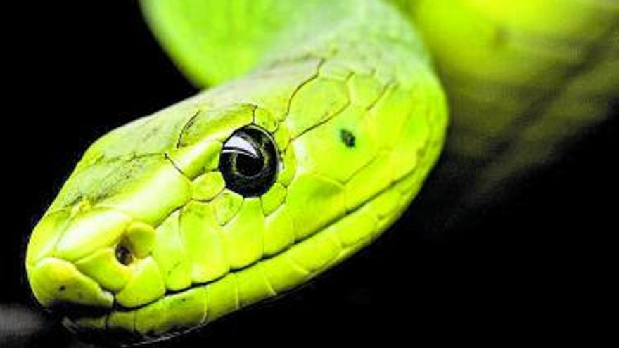 2.000 mordeduras de serpientes se producen en España