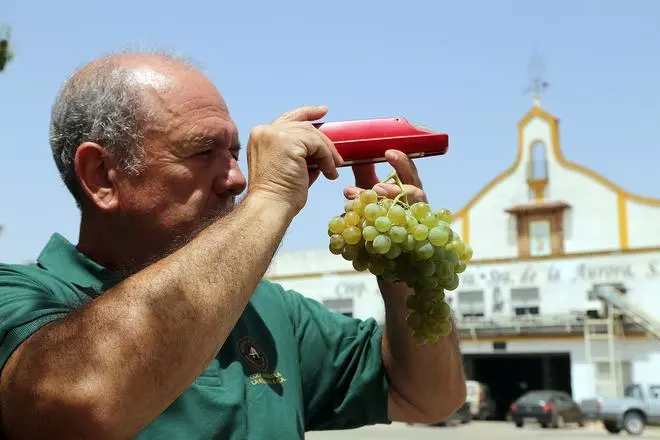 La uva Pedro Ximénez avanza en su maduración tras el inicio de la vendimia en Montilla-Moriles